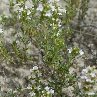 ssp leucostomus-Ayaş-Ankara
