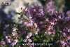 subsp. longicaulis var. longicaulis