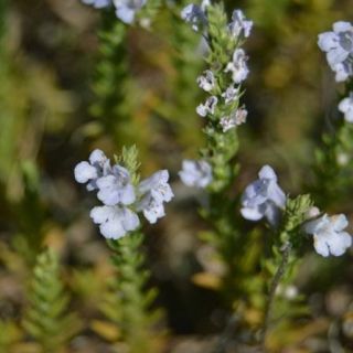 ssp longicaulis var subisophyllus-Kırklareli