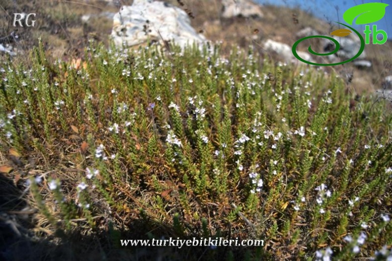 ssp longicaulis var subisophyllus-Kırklareli