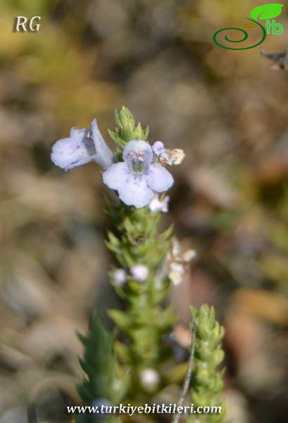 ssp longicaulis var subisophyllus-Kırklareli