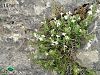 subsp. rosulans-Amasya