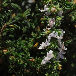 subsp.sipyleus var.sipyleus-Bozdağ-İzmir