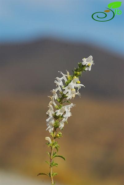 subsp.sipyleus var.sipyleus-Bozdağ-İzmir