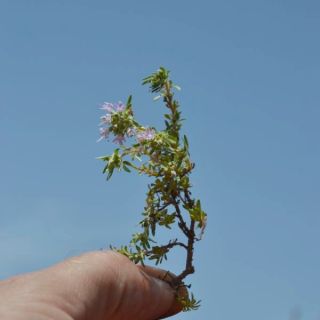 var lycaonicus-Muğla