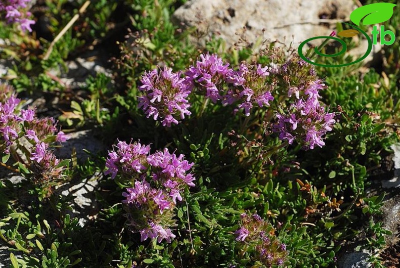 var lycaonicus-Muğla