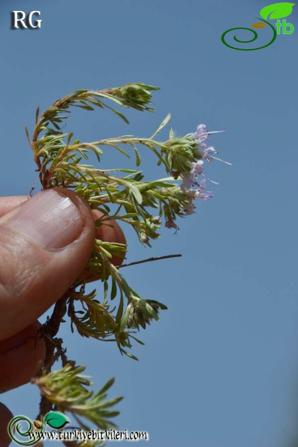 var lycaonicus-Muğla