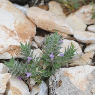 subsp. cleonioides- İzmir