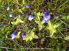 subsp. pontica 