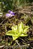 subsp. pontica 
