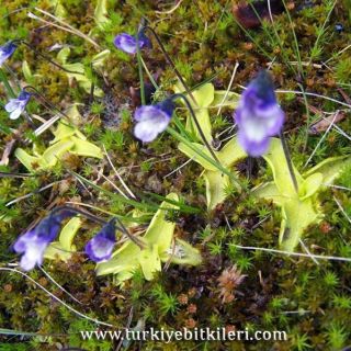 subsp. pontica 