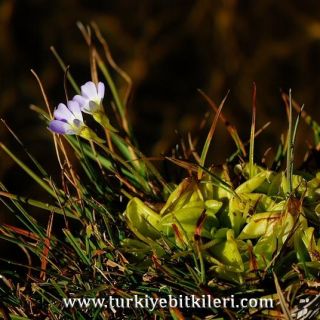 Sandras dağı-Köyceğiz