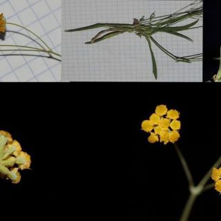 ssp. cernuum-Osmaniye