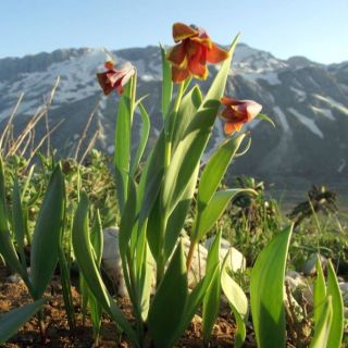 Gündoğmuş-Antalya