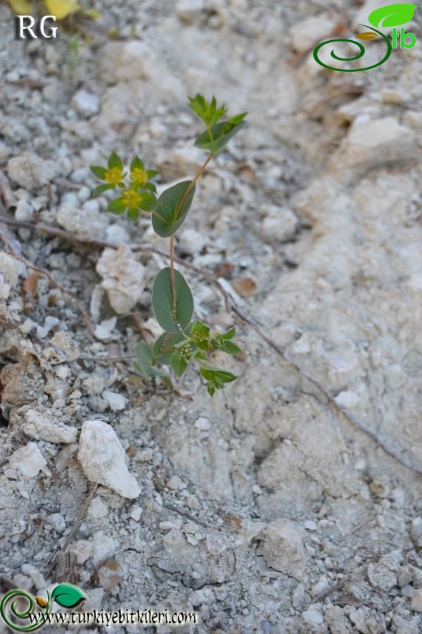 Burdur-Denizli