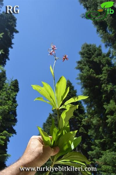 Ilgaz dağları-Kastamonu