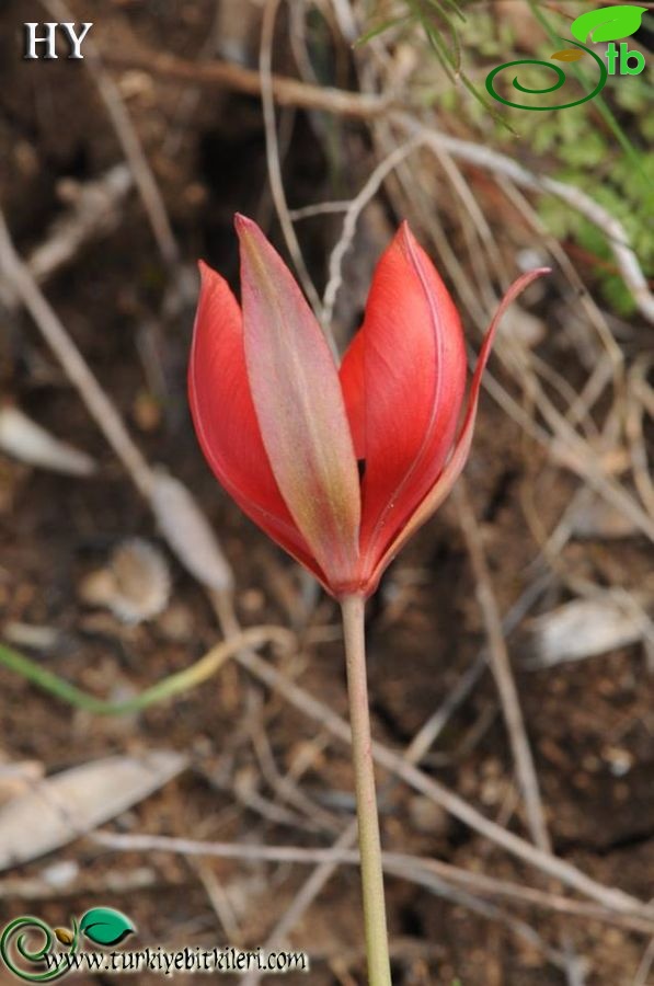 subsp. toprakii-Muğla