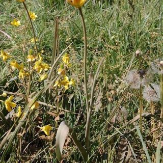 var. australis
