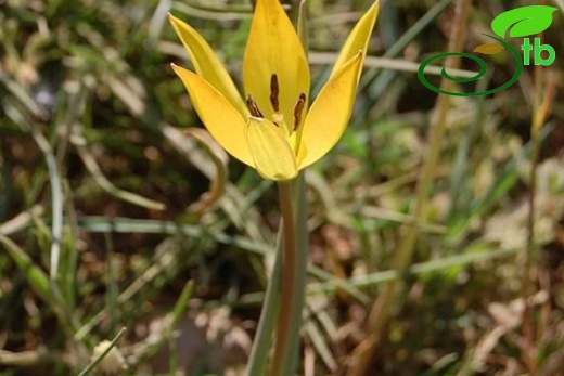 var. australis