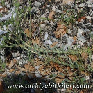 ssp pseudoanatolicum-Karaman