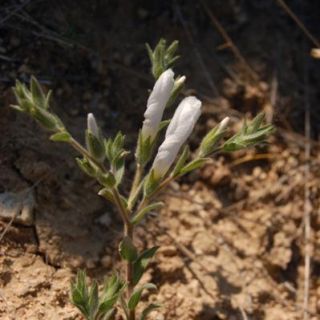ssp pseudoanatolicum-Karaman
