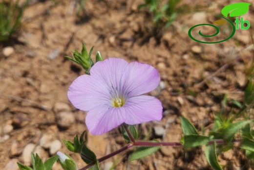 subsp. platyphyllum