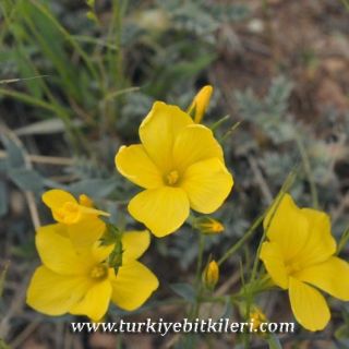 subsp. armenum-Malatya