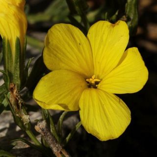 ssp gypsicola var papilliferum-Fethiye-Muğla