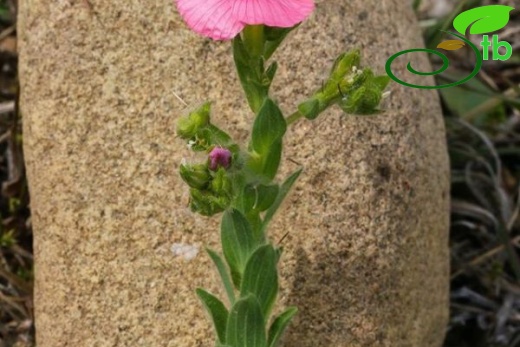 ssp. pubescens-Kahramanmaraş
