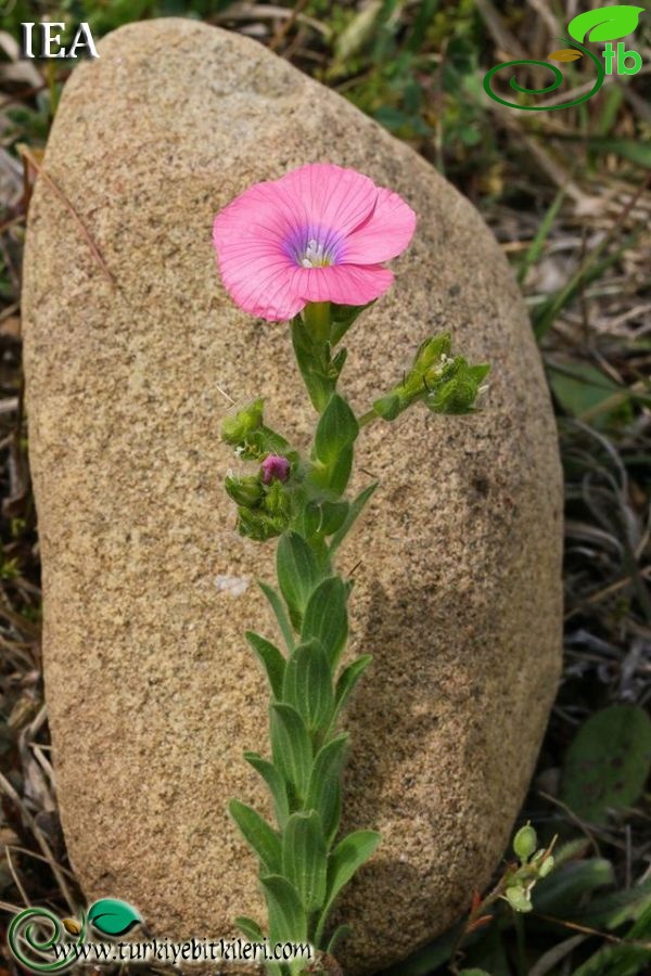 ssp. pubescens-Kahramanmaraş