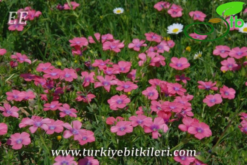 Siirt