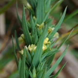 var spicatum-Silifke-Mersin