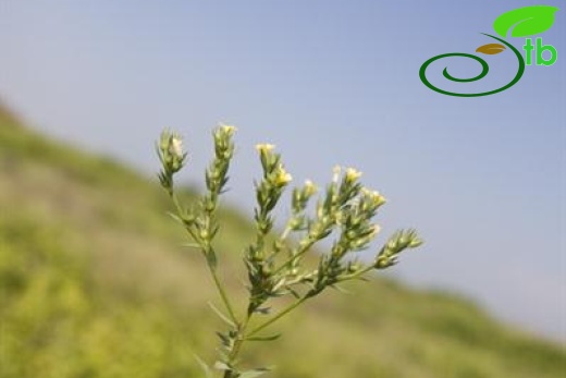 var. strictum