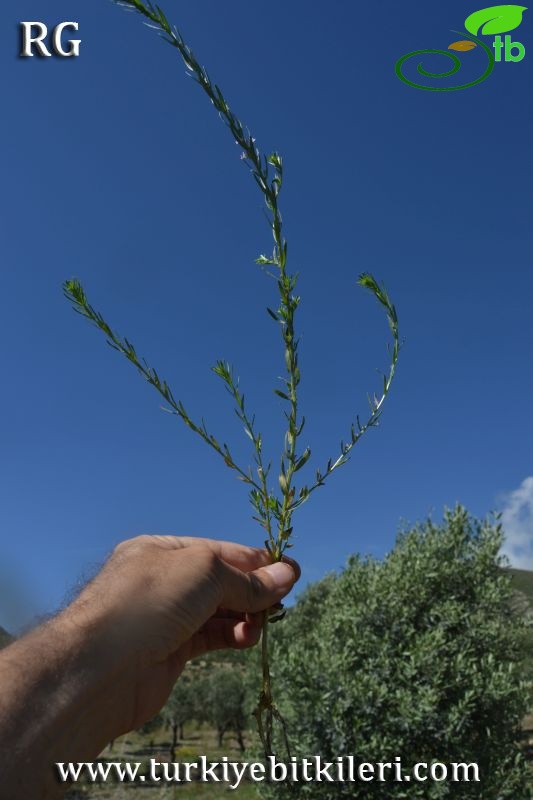 Datça-Muğla