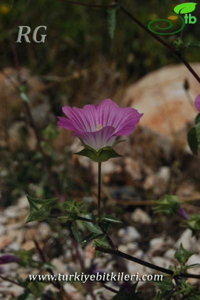 Silifke-Mersin