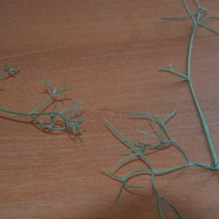 Gövde yaprakları: C.cristata (solda)-C. crassiloba (Sağda)