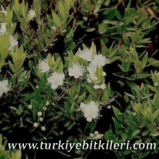 Datça-Muğla