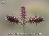 Mardin