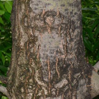 subsp. oxycarpa