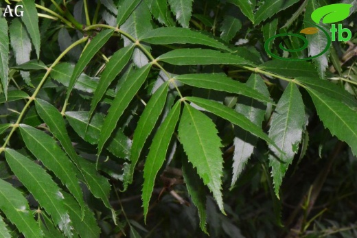 subsp. oxycarpa