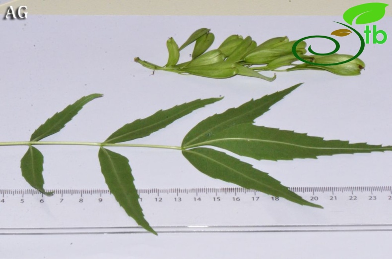 subsp. oxycarpa
