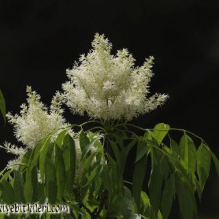 subsp. cilicica-Osmaniye