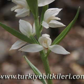 Elmalı-Kalkan