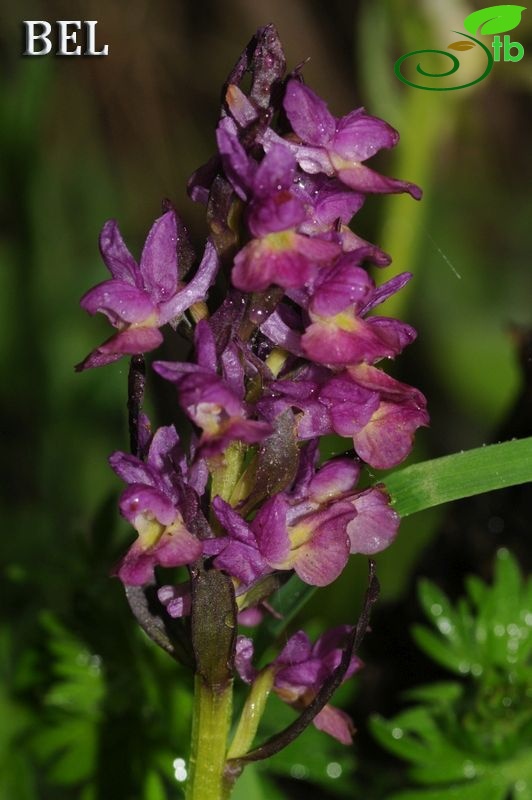 subsp. georgica