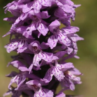 subsp. bithynica