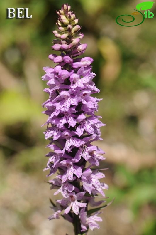 subsp. bithynica