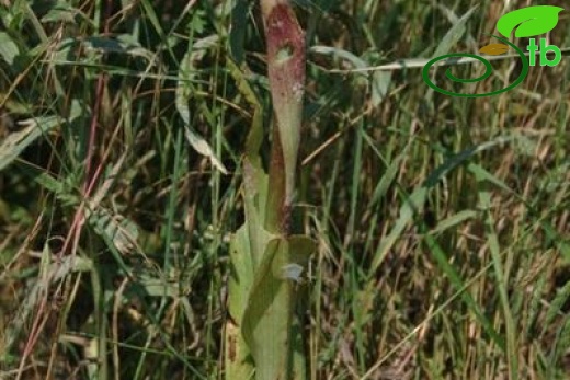 Yeniçağa-Bolu