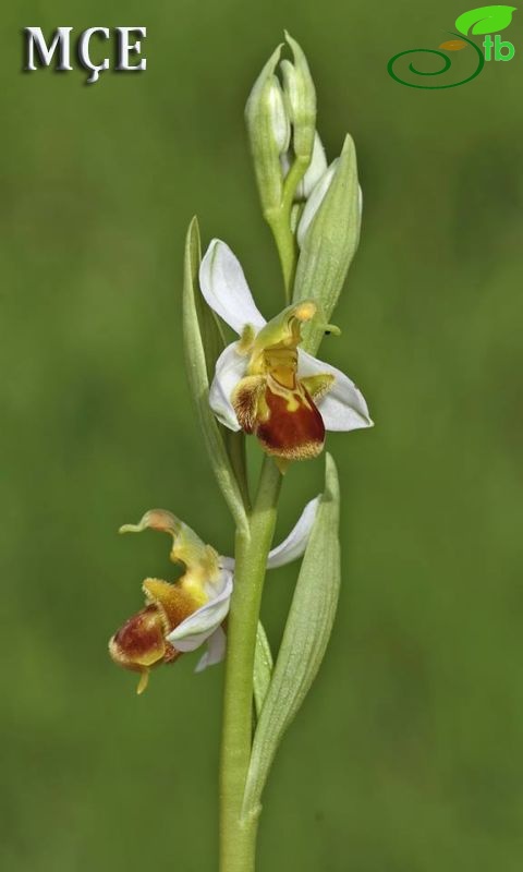 var. flavescens-Osmaniye