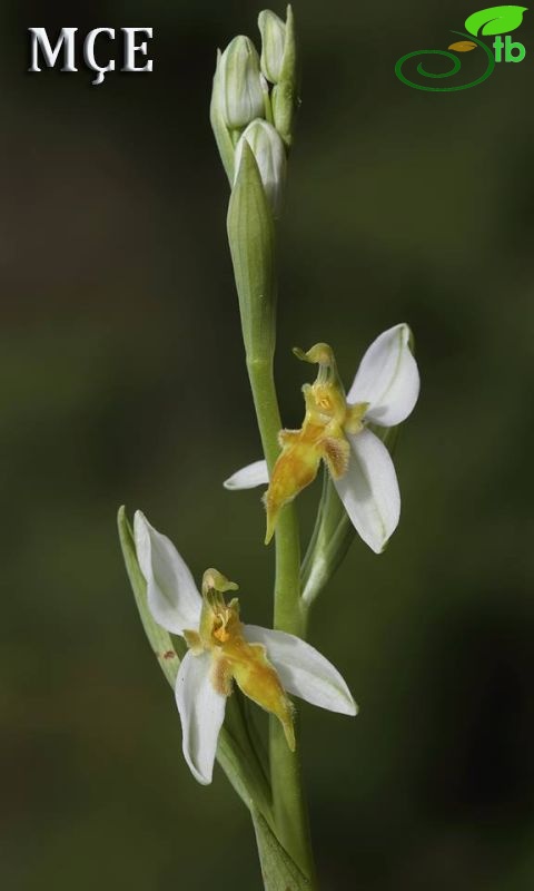 var. trollii-Osmaniye