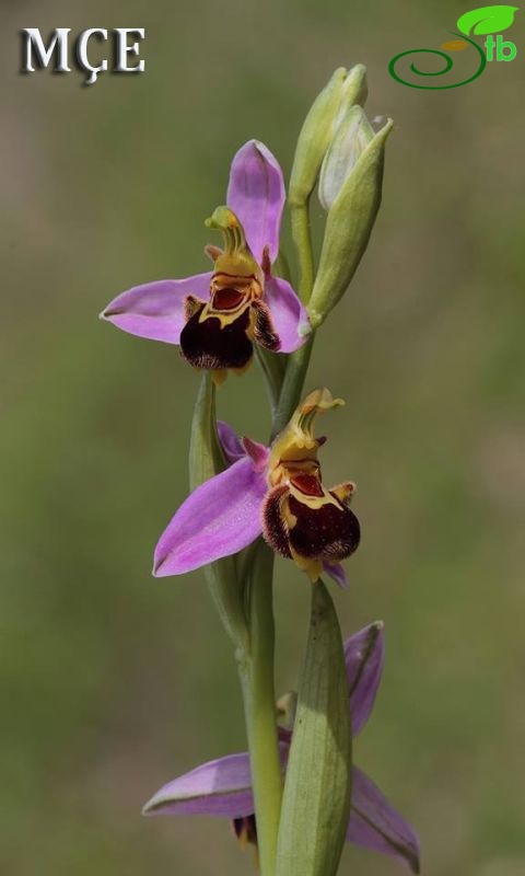 var. apifera-Osmaniye